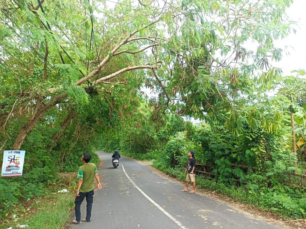 Pohon Tumbang di Jalan Goa Gong, Banjar Santi Karya, Desa Ungasan, Kecamatan Kuta Selatan Tanggal 31 Januari 2023